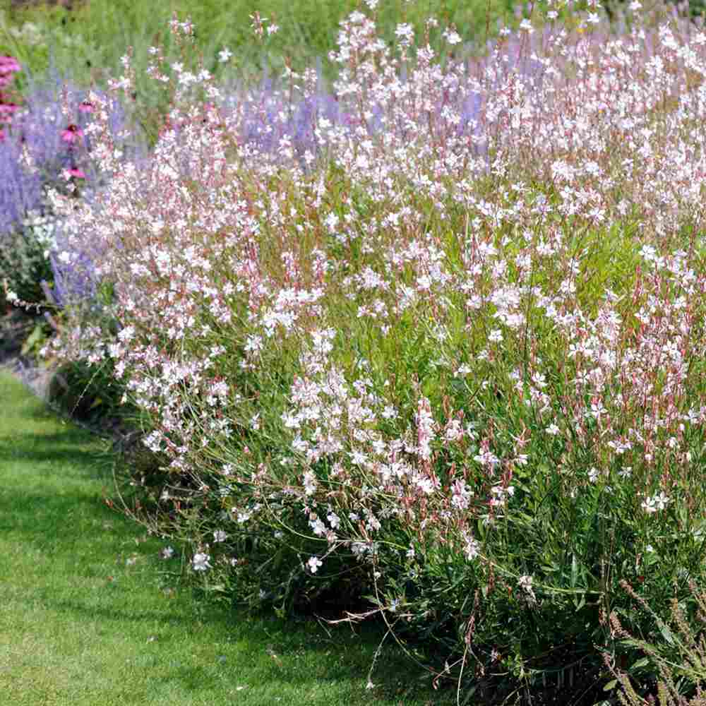 Floarea Albinei Alba (Gaura Lindheimeri), planta perena cu flori albe, inflorire lunga, atrage albine