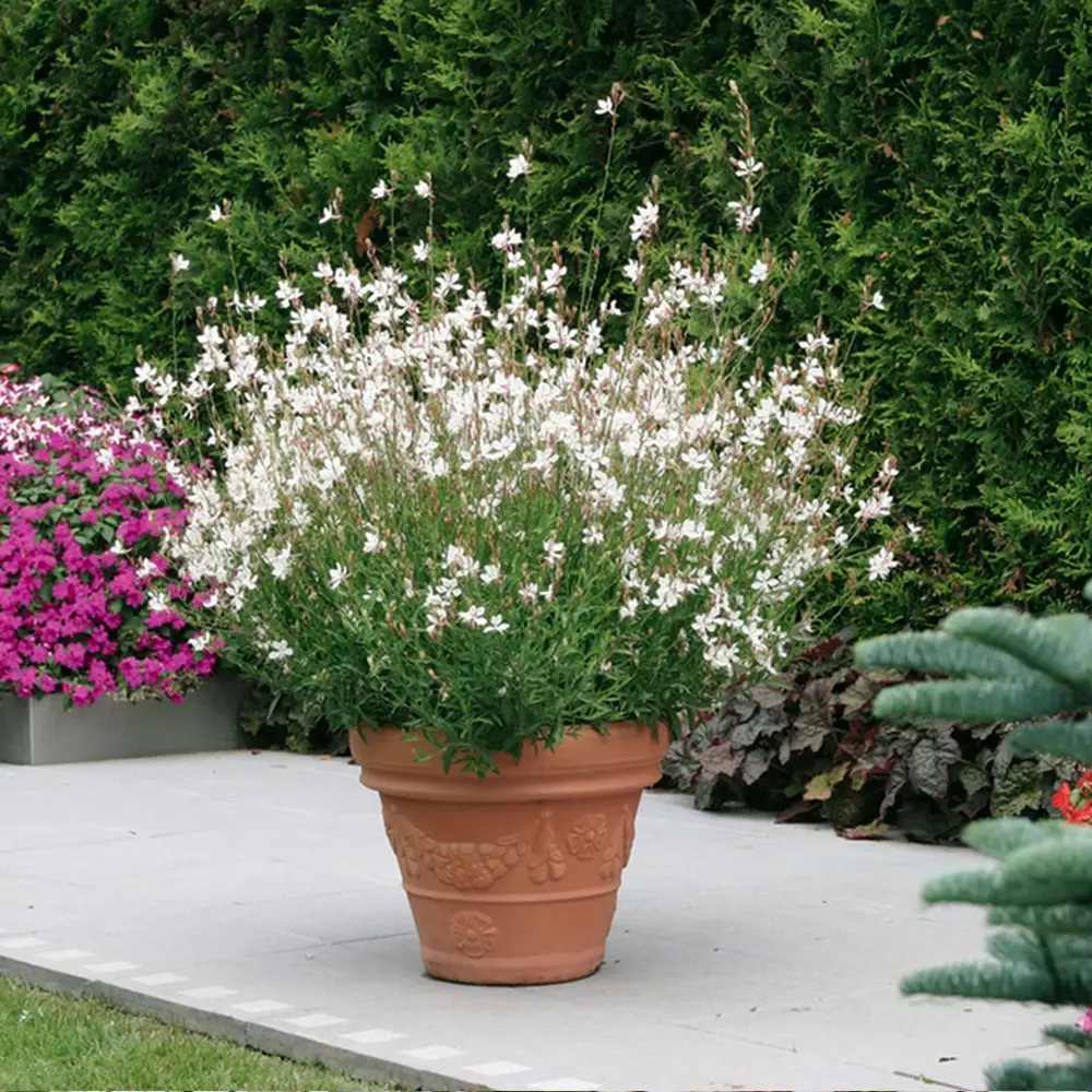 Floarea Albinei Alba (Gaura Lindheimeri), planta perena cu flori albe, inflorire lunga, atrage albine