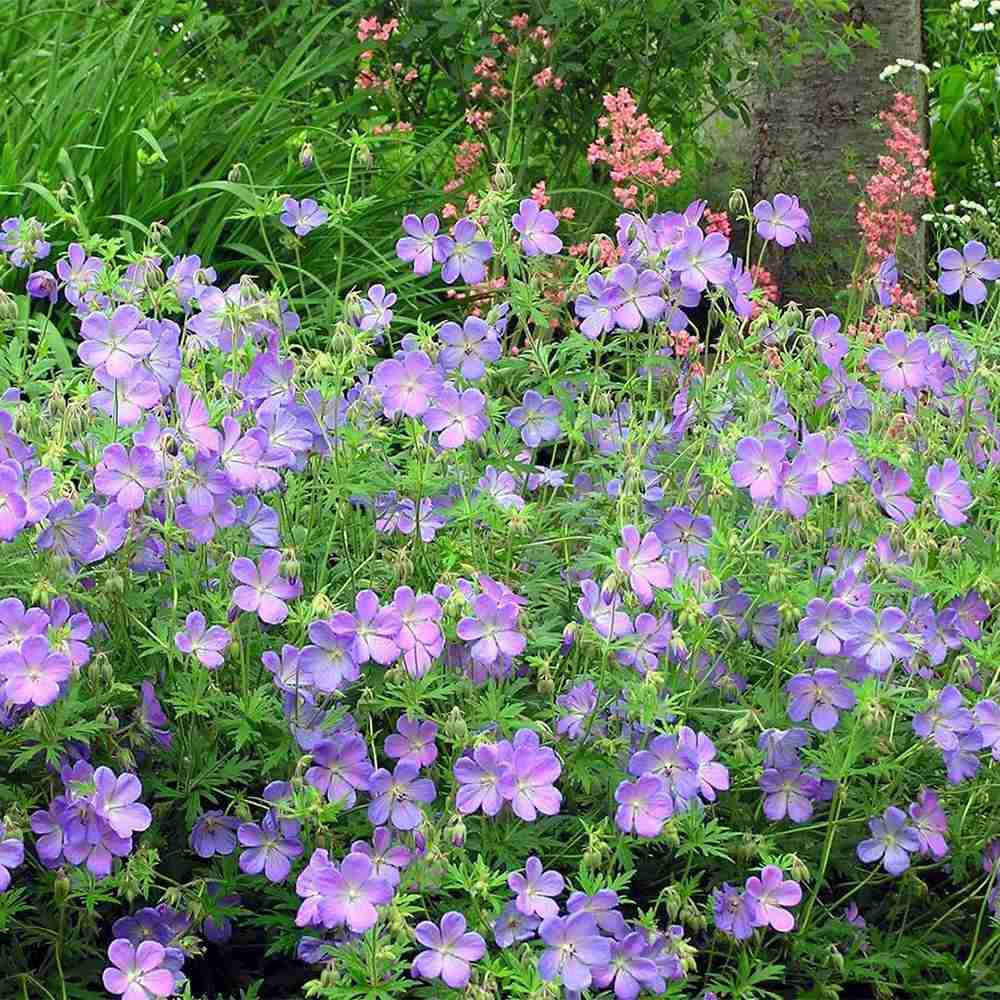Gólyaorr Geranium 'Johnson's Blue' – kék-lila virágú, hosszan virágzó évelő
