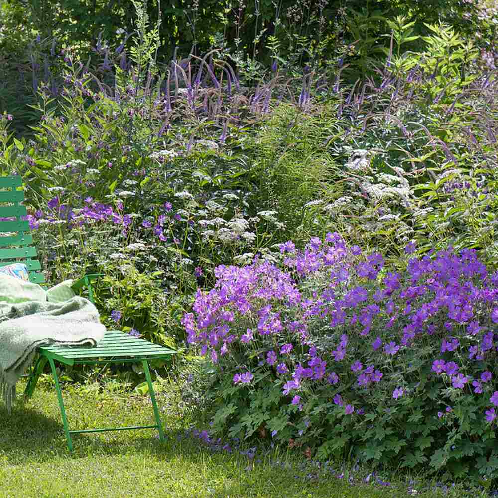 Gólyaorr Geranium 'Johnson's Blue' – kék-lila virágú, hosszan virágzó évelő