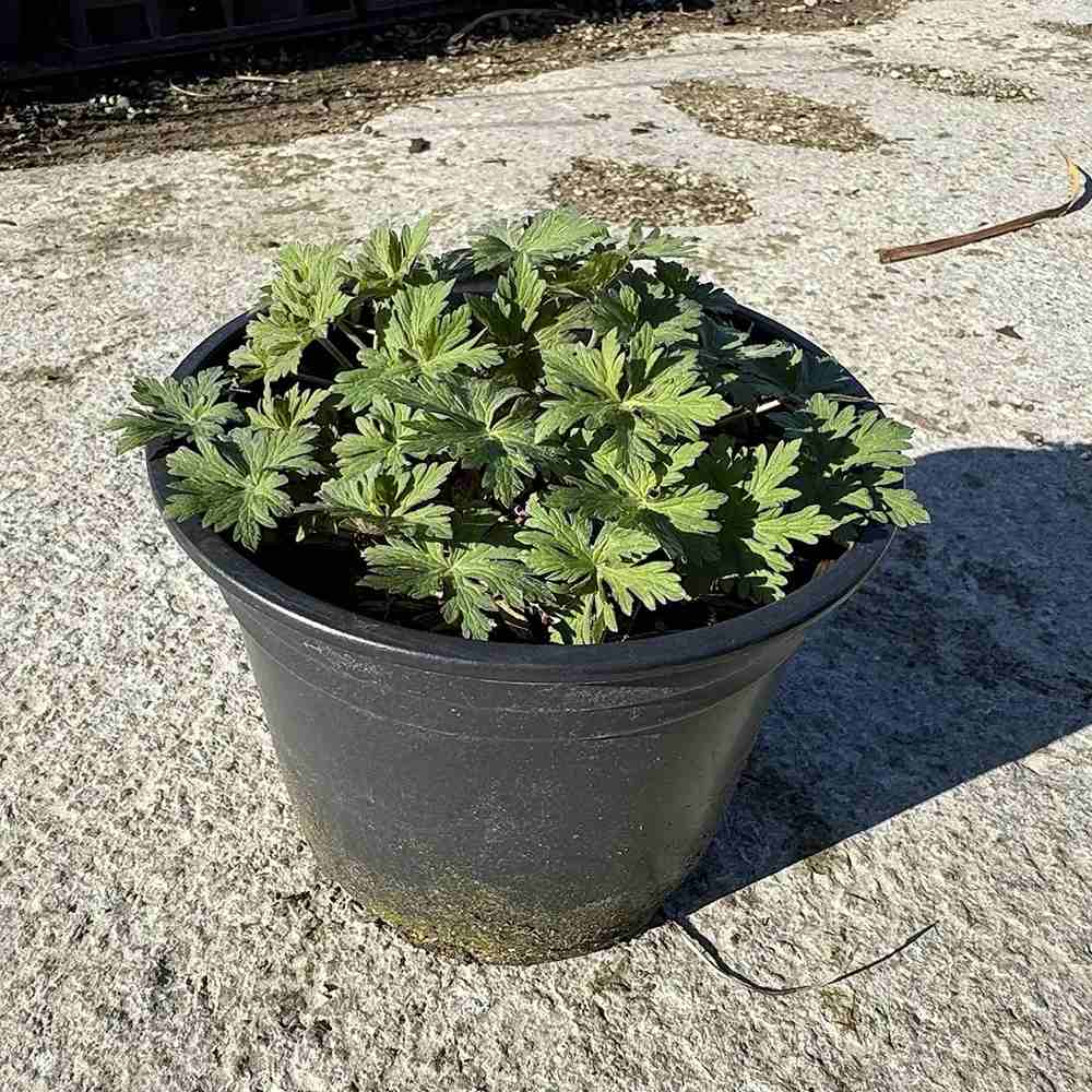 Gólyaorr Geranium 'Johnson's Blue' – kék-lila virágú, hosszan virágzó évelő