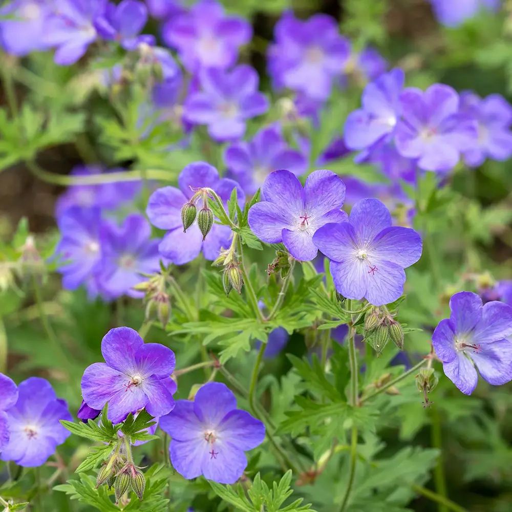 Gólyaorr Geranium 'Johnson's Blue' – kék-lila virágú, hosszan virágzó évelő