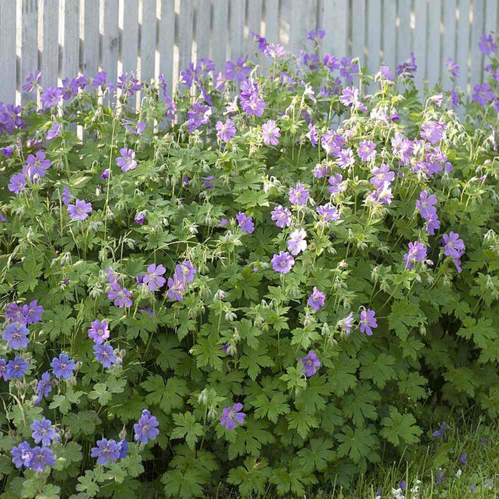 Gólyaorr Geranium 'Johnson's Blue' – kék-lila virágú, hosszan virágzó évelő
