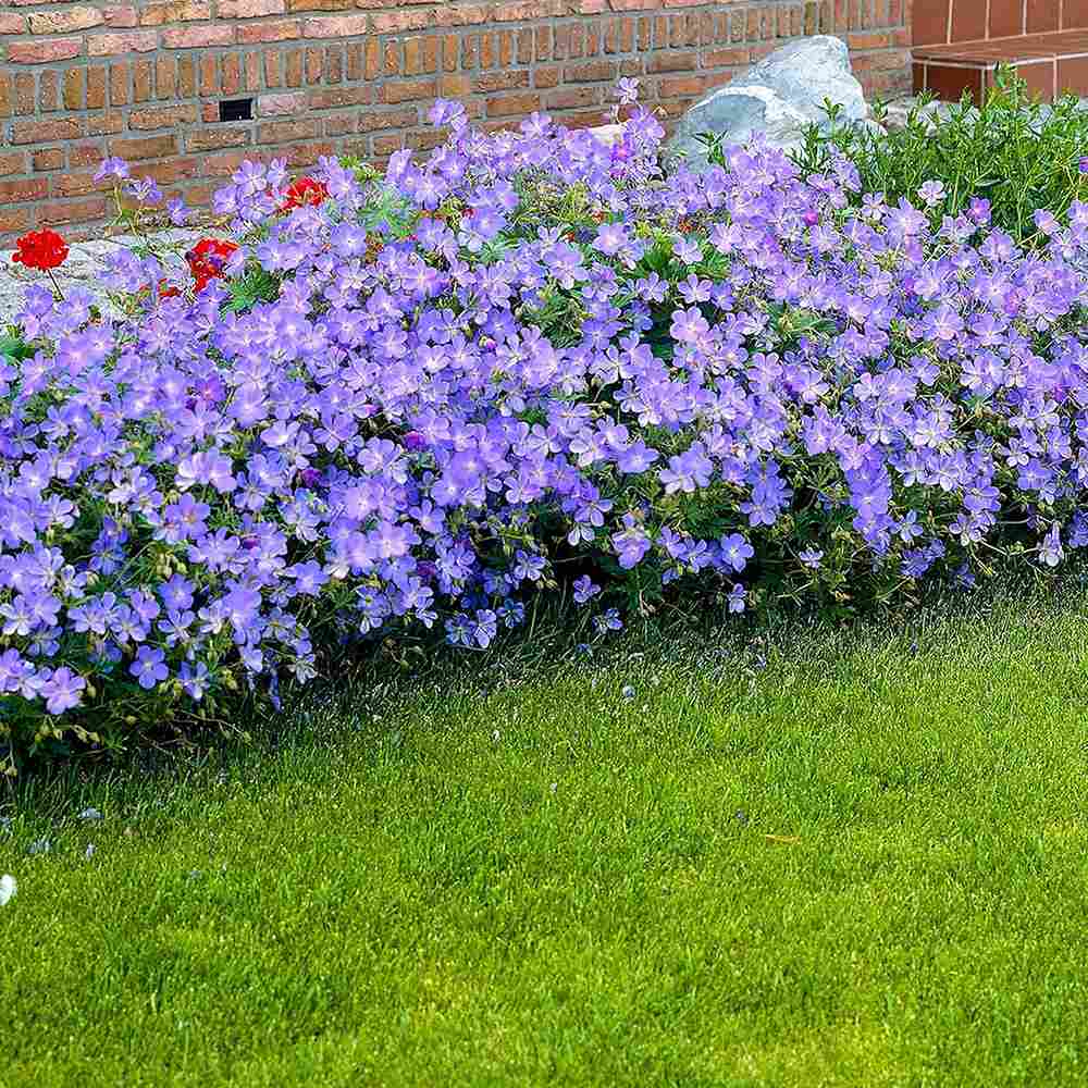Gólyaorr Geranium 'Johnson's Blue' – kék-lila virágú, hosszan virágzó évelő