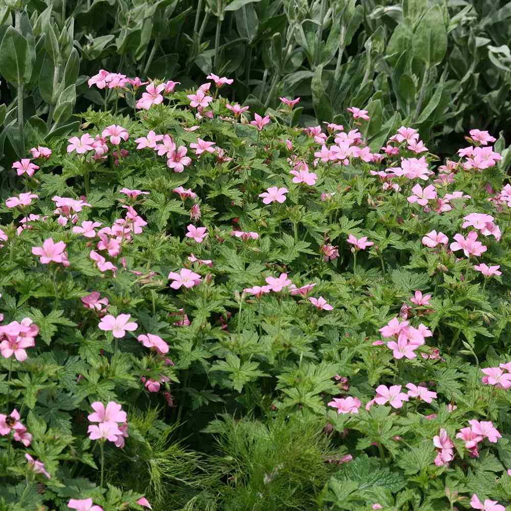 Gólyaorr 'Wargrave Pink' – dekoratív rózsaszín virágú évelő talajtakaró