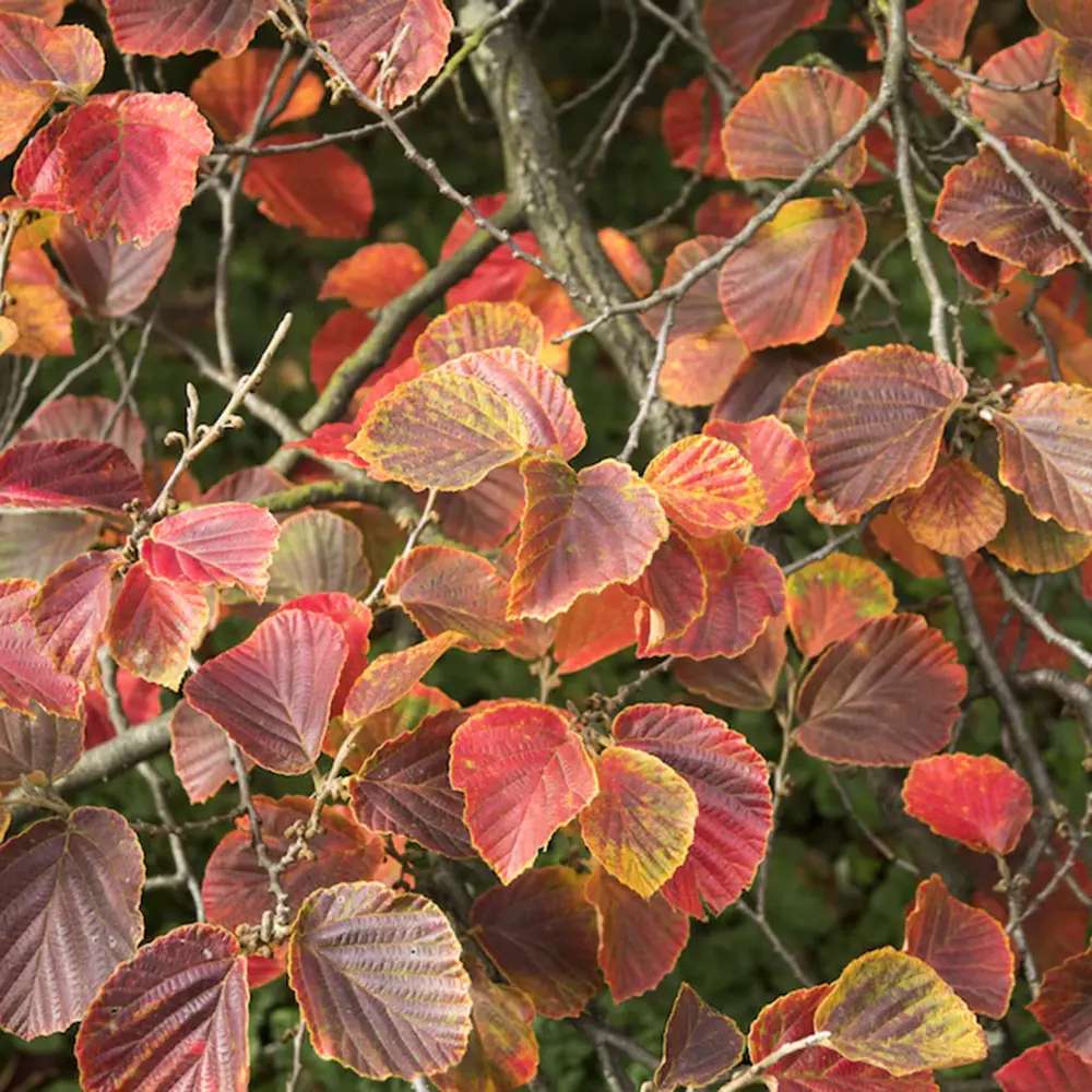 Varázsmogyoró (Hamamelis × intermedia) Diane, díszcserje illatos vöröses-rézszínű téli virágokkal, fagytűrő kertbe