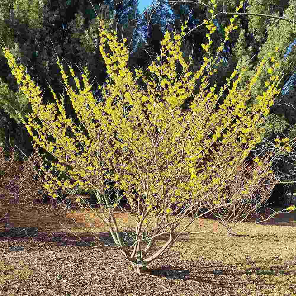 Varázsmogyoró (Hamamelis × intermedia) Pallida, díszcserje illatos halványsárga téli virágokkal, fagytűrő