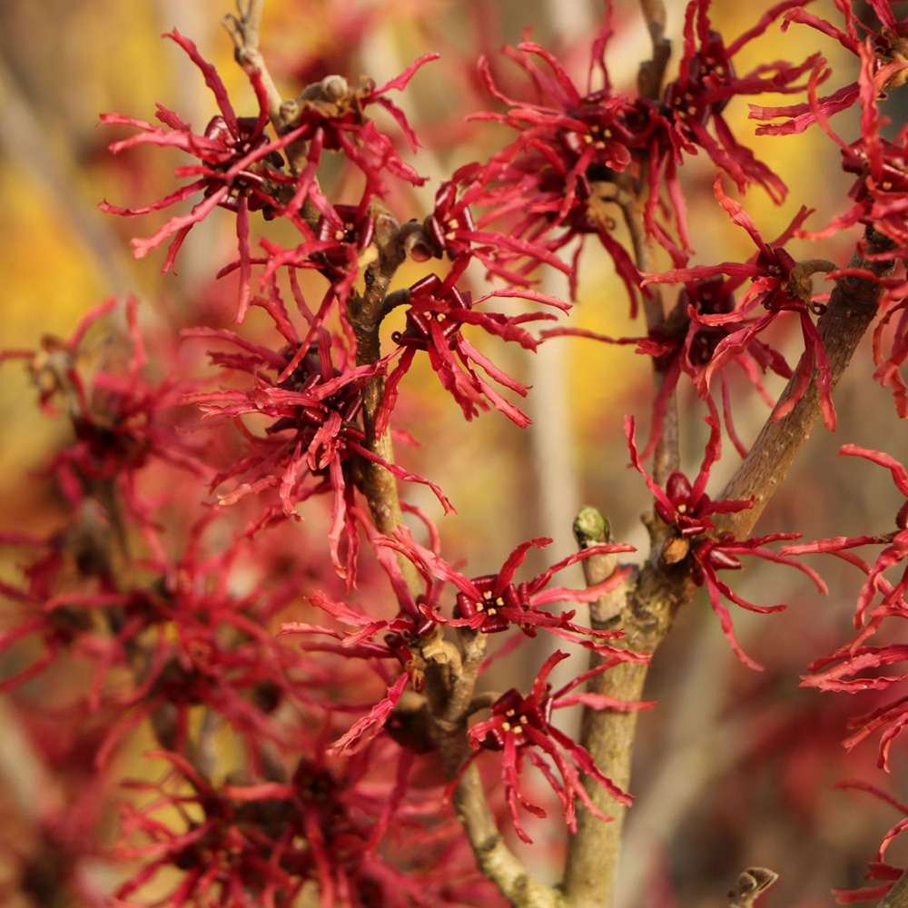 Varázsmogyoró (Hamamelis × intermedia) Rubin, díszcserje illatos, intenzív vörös téli virágokkal, fagytűrő kerti növény