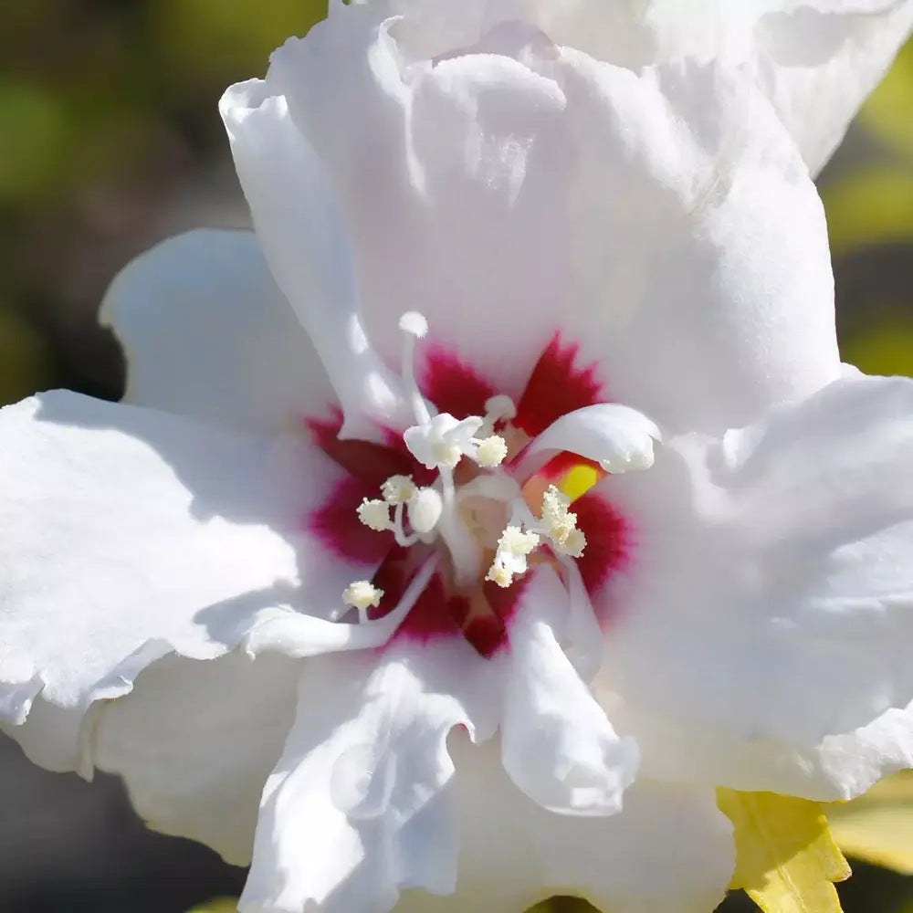 Hibiscus syriacus Speciosus, arbust cu flori albe cu inima rosie, rezistent frig si inflorire lunga