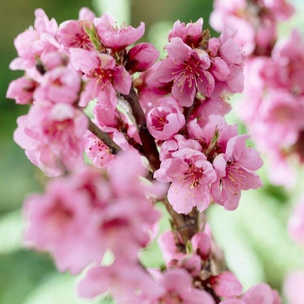 Törpe nektarin Prunus persica 'Nucipersica' – kompakt gyümölcsfa erkélyre és kiskertbe