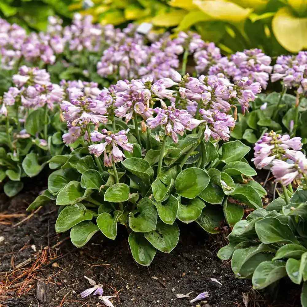Crin de Toamna (Hosta) Blue Cadet, planta perena cu frunze albastre si flori mov