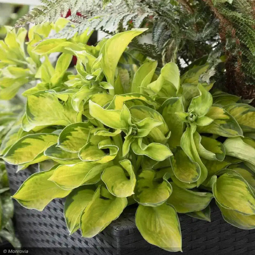 Crin de Toamna Rainforest Sunrise, planta perena de umbra cu frunze galbene
