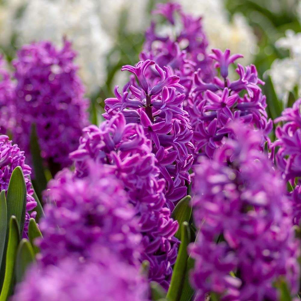Bulbi Zambile Purple Voice, set de 5 bulbi cu flori mov intens, parfum puternic, rezistenti la frigde