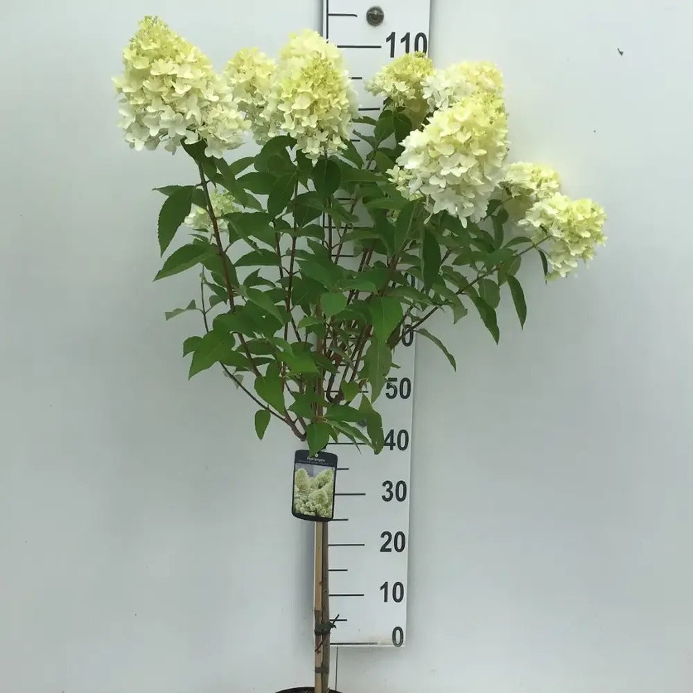 Hortensie de gradina Annabelle Tip Copacel, cu flori mari, sferice, rezistenta, decor de gradina