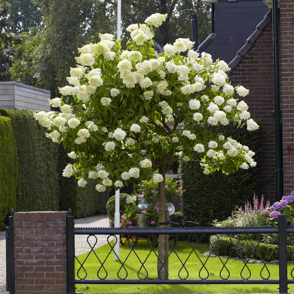 Hortensie de gradina Annabelle Tip Copacel, cu flori mari, sferice, rezistenta, decor de gradina