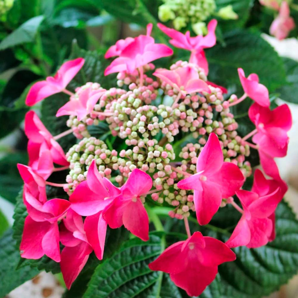 Hortensie de Gradina Strawberries and Cream, bicolora, flori roz-alb bogate, rezistenta, raritate