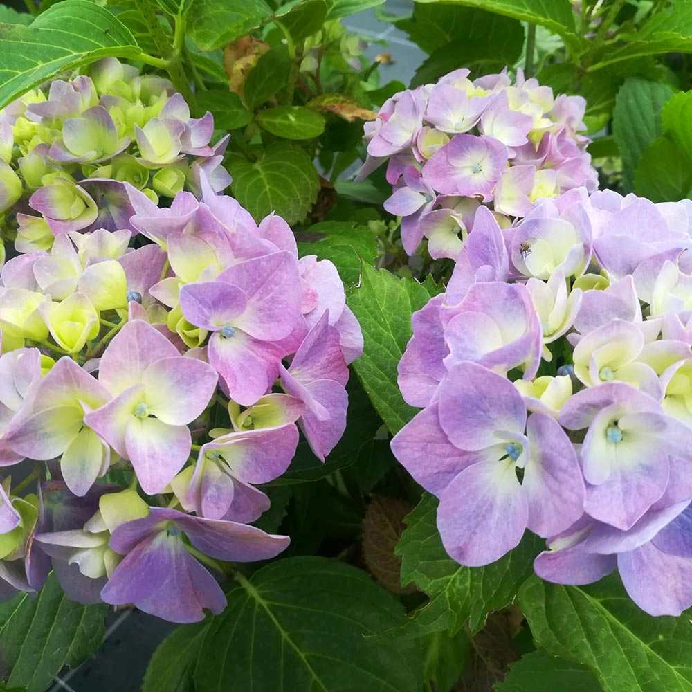 Kerti hortenzia ‘Gertrud Glahn’ (Hydrangea macrophylla), nagy rózsaszín–kék virágokkal, színváltó díszcserje