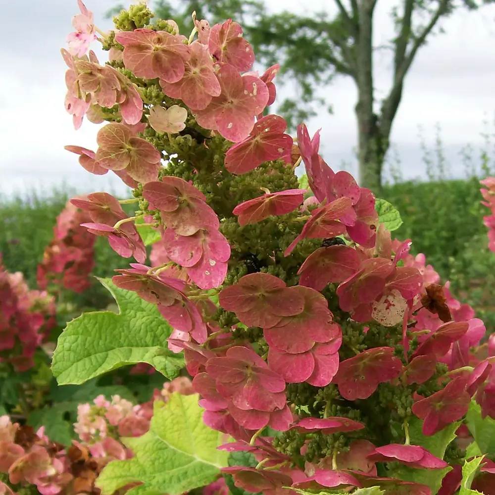 Hortensie de gradina Ruby Slippers, hortensie foioasa compacta flori roz-rosii, frunzis decorativ in forma de stejar