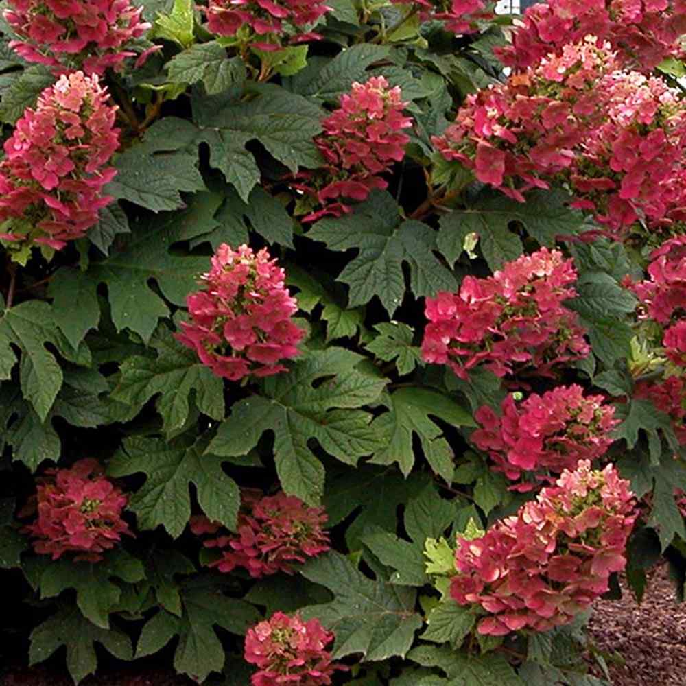 Hortensie de gradina Ruby Slippers, hortensie foioasa compacta flori roz-rosii, frunzis decorativ in forma de stejar