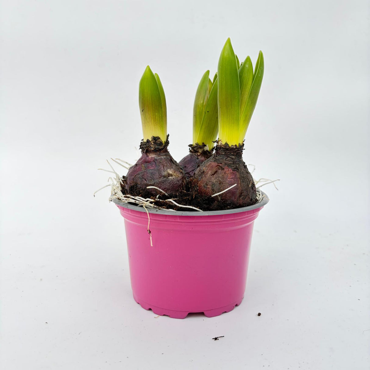 Jácint (Hyacinthus) mix – 3 színes hagyma 1,2 l-es cserépben, illatos tavaszi növény