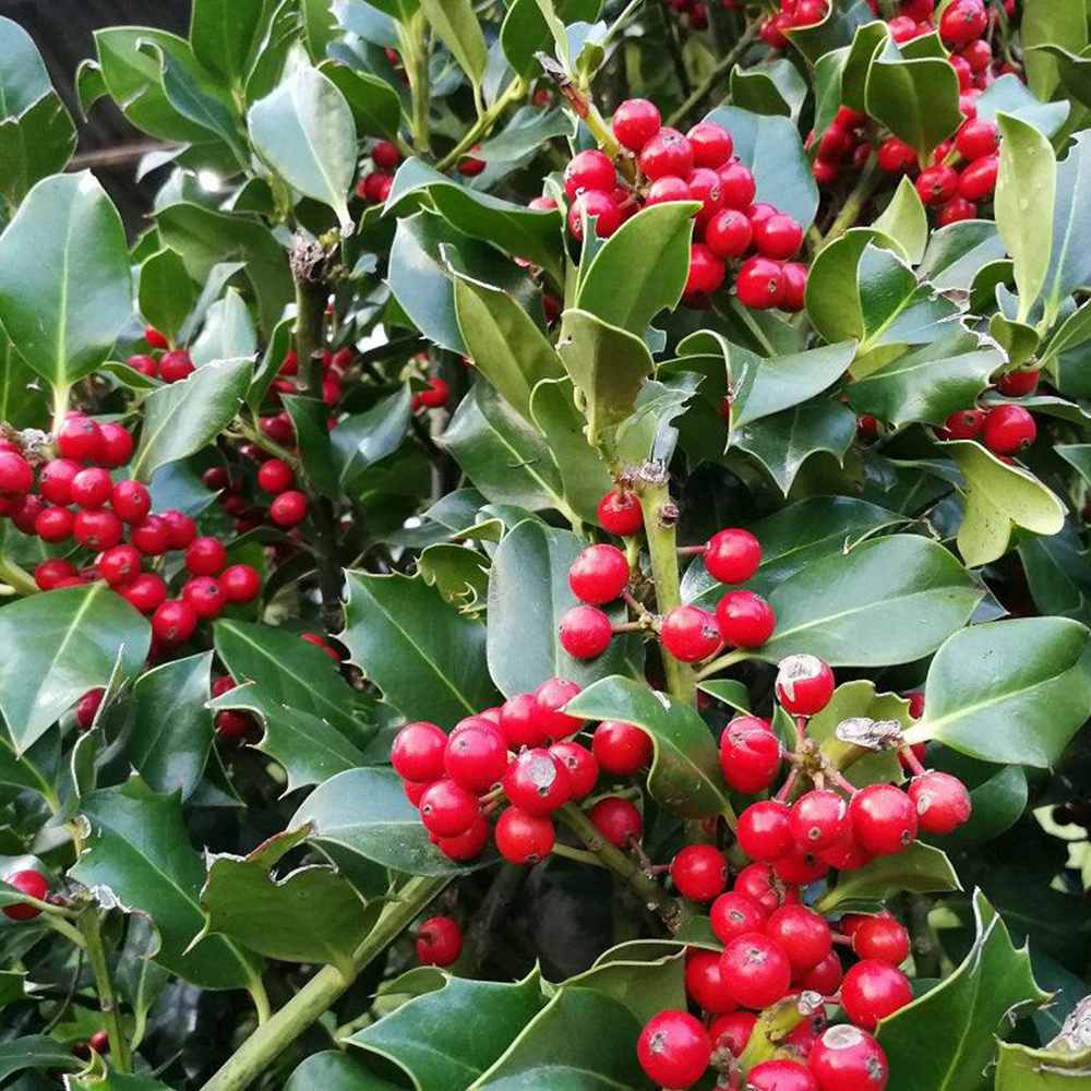 Magyal 'Nellie R. Stevens' – gyorsan növő örökzöld díszfa piros bogyókkal