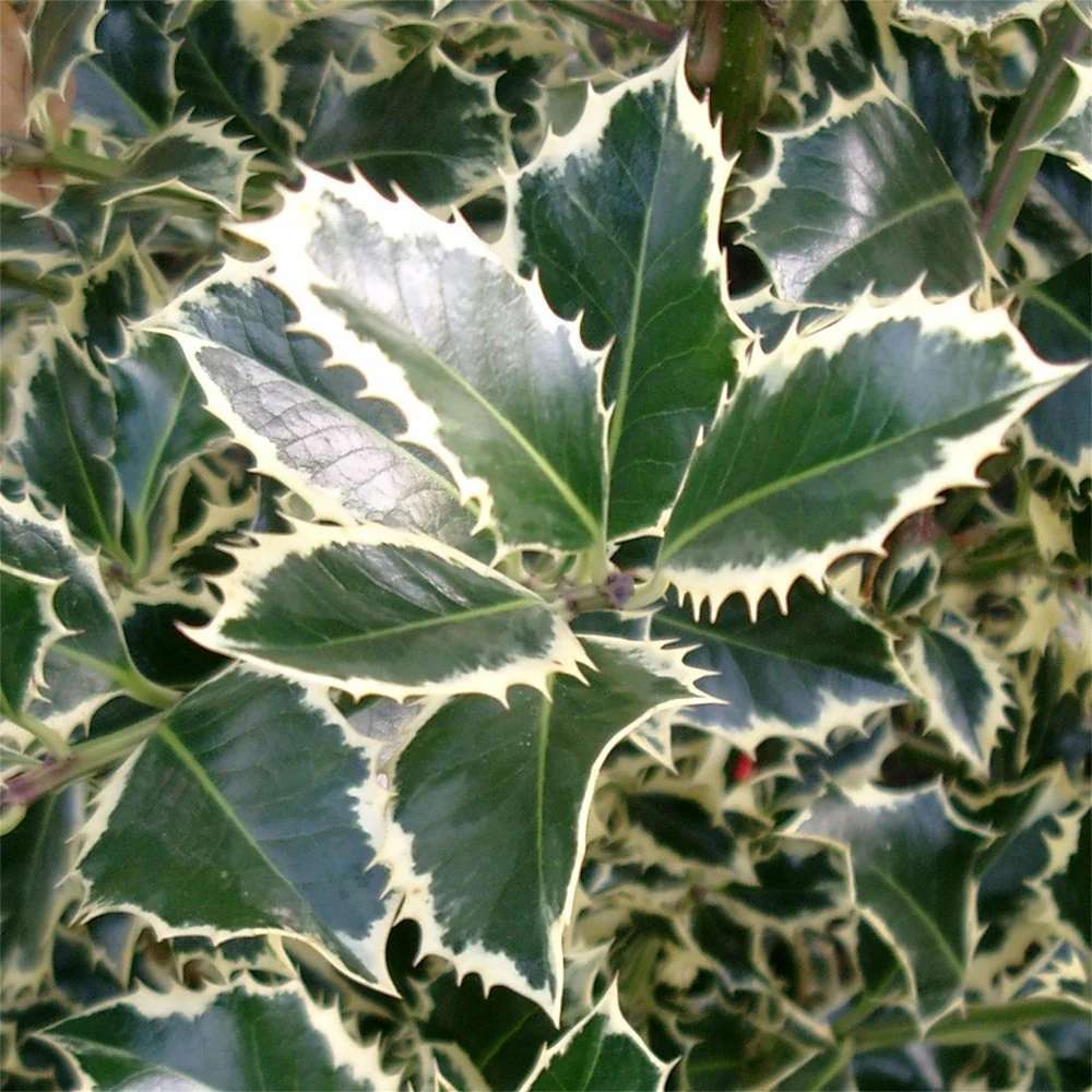 Laur Japonez (Ilex) Argentea Marginata Tip Copacel, vesnic verde, frunze pestrite argintii, fructe rosii decorative, decor iarna