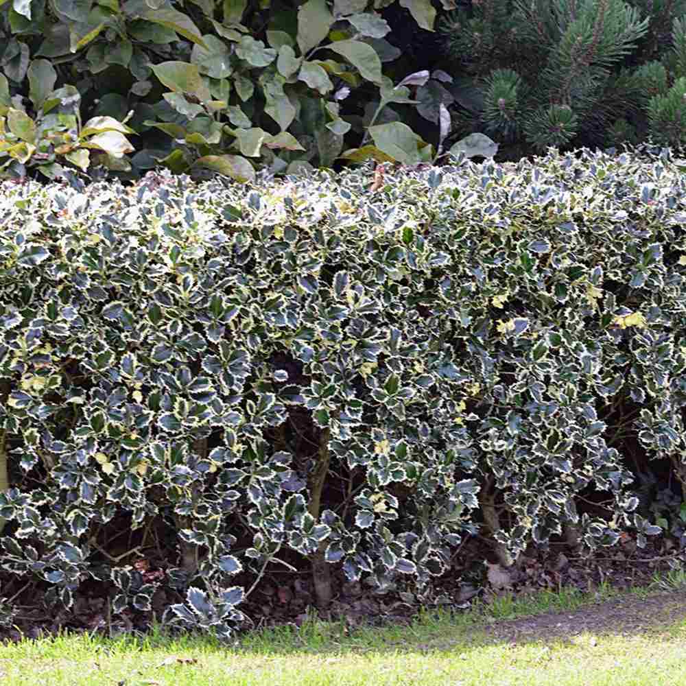 Magyal Ilex aquifolium 'Silver Queen' – krémszegélyű örökzöld díszcserje