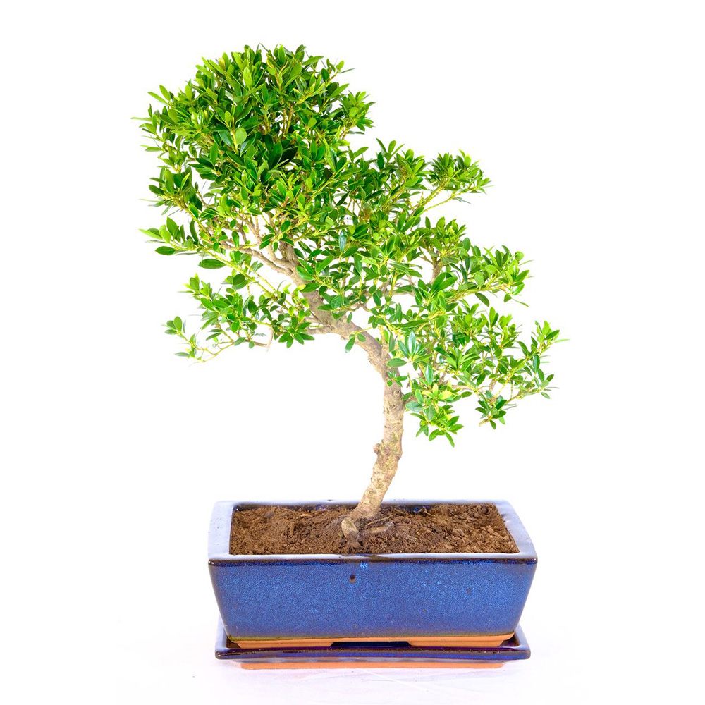 Bonsai Ilex crenata – örökzöld japán stílusú dísznövény, bel- és kültérre – 30 cm