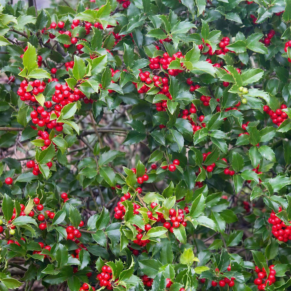 Magyal Ilex meserveae 'Blue Princess' – piros termésű, örökzöld sövénycserje