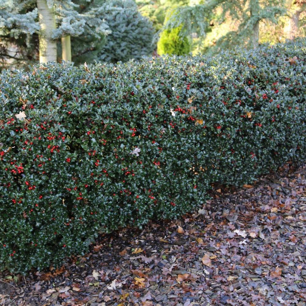 Magyal Ilex meserveae 'Blue Princess' – piros termésű, örökzöld sövénycserje