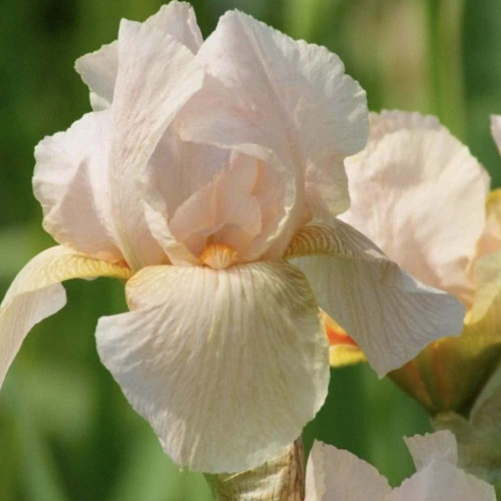Iris Germanica (Stanjenel) Constant Wattez, cu flori parfumate roz-violet, crestere rapida, bulb plantat In ghiveci