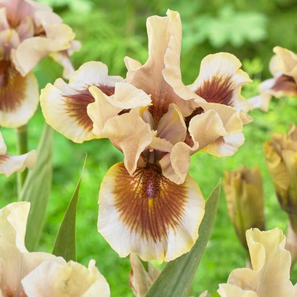 Iris Germanica (Stanjenel) Zing Me, cu flori flori galben crem cu bordo parfumate, crestere rapida, bulb plantat In ghiveci