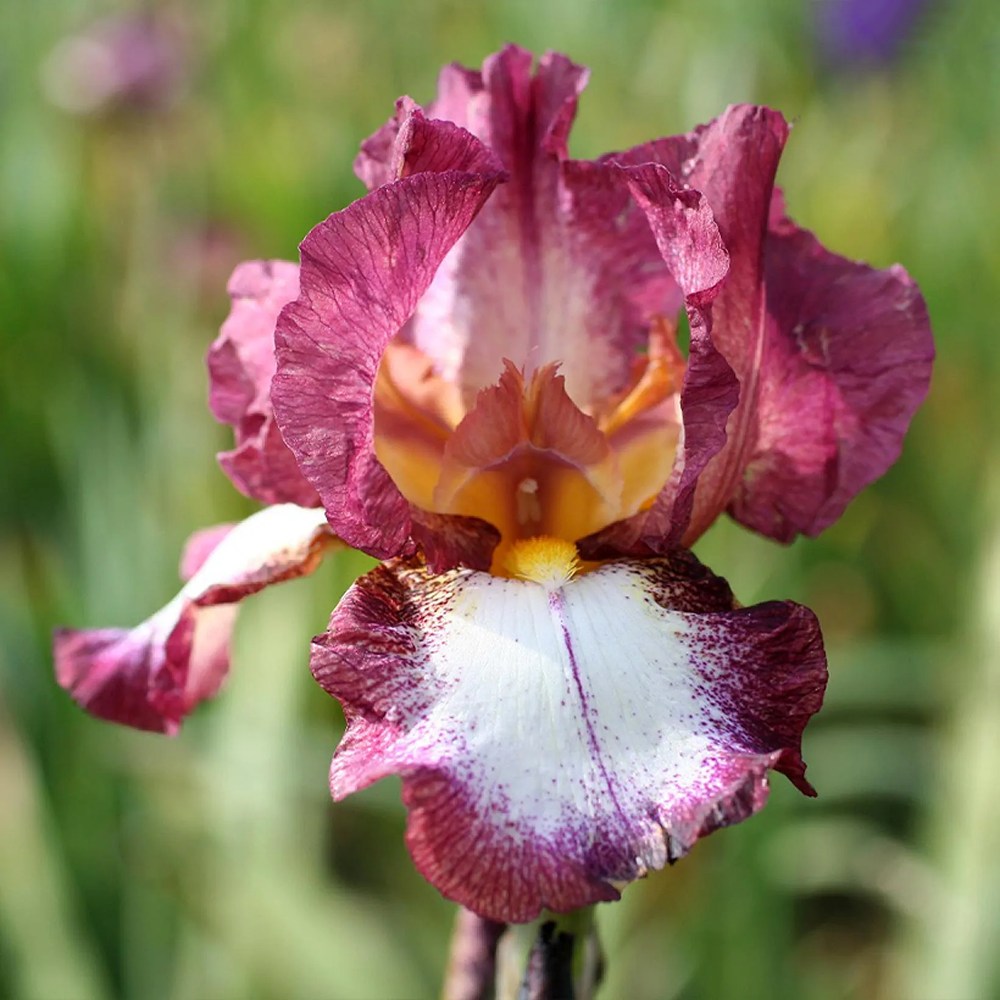 Iris Germanica (Stanjenel) Crinoline, cu flori alb-crem cu borduri galbene si volanate, crestere rapida, bulb plantat In ghiveci