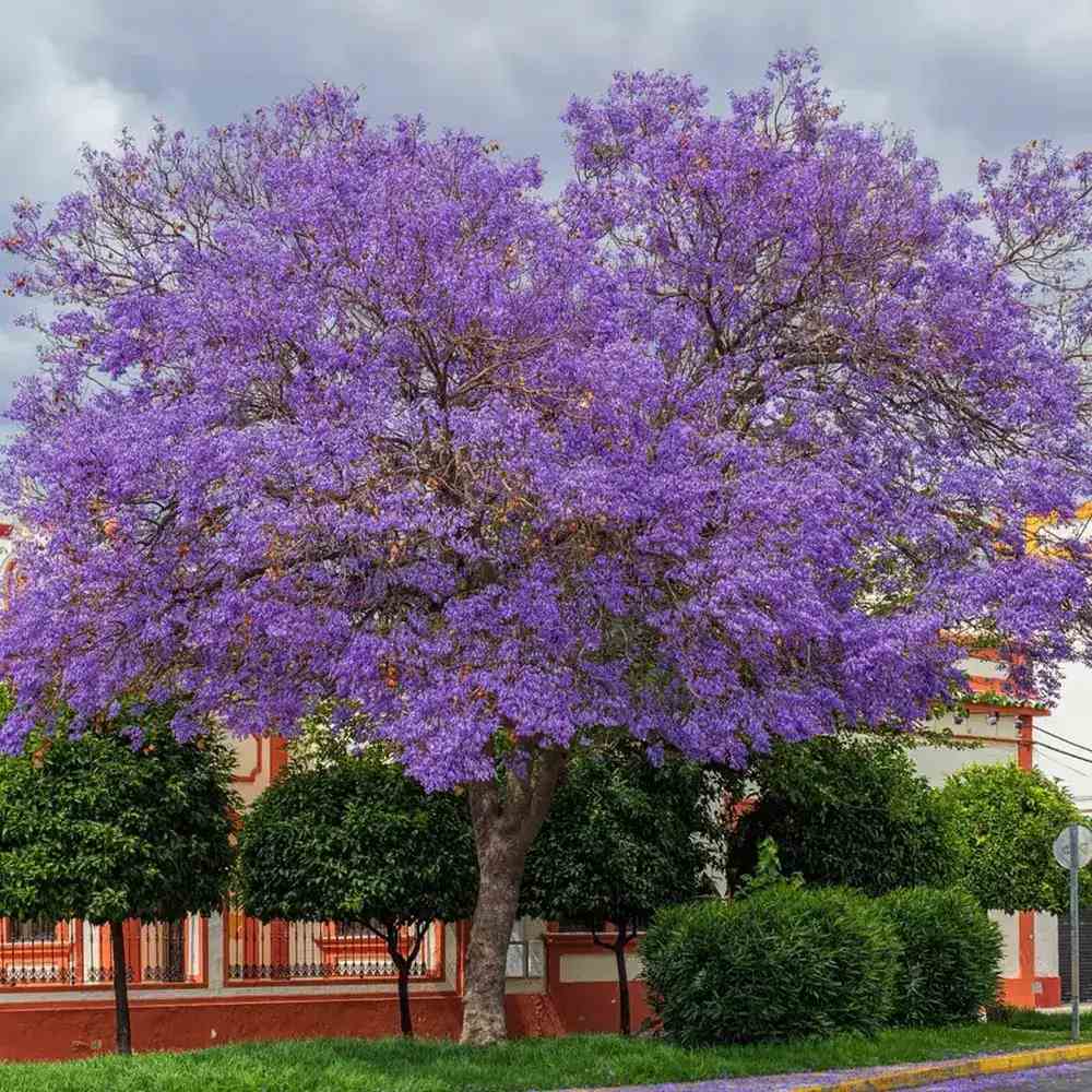 Copacul Violet Jacaranda, arbore exotic cu flori mov, pentru gradina sau terasa