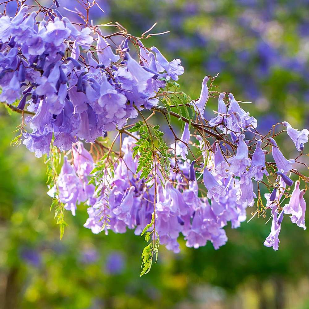 Copacul Violet Jacaranda, arbore exotic cu flori mov, pentru gradina sau terasa