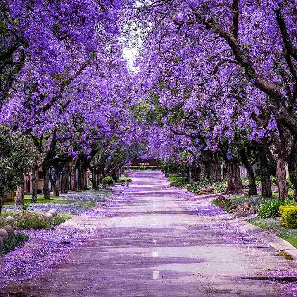 Copacul Violet Jacaranda, arbore exotic cu flori mov, pentru gradina sau terasa