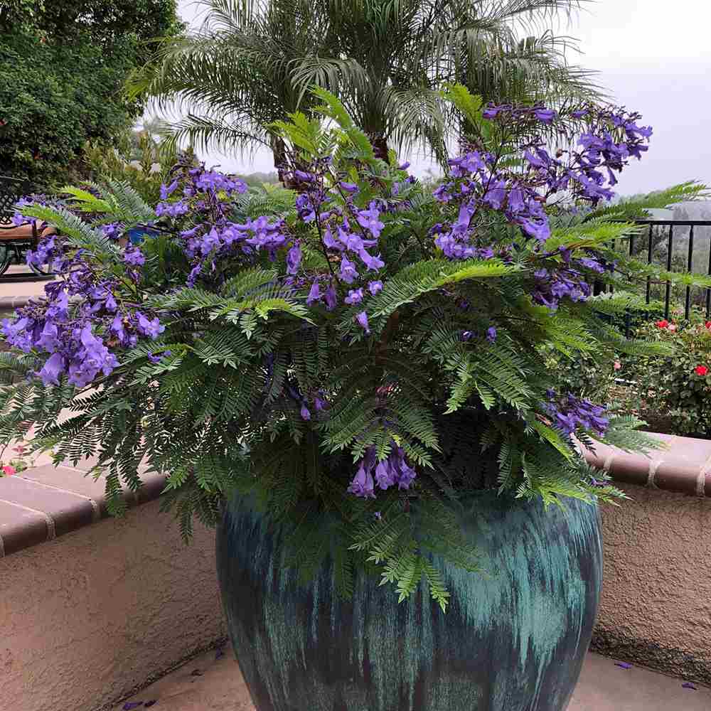 Copacul Violet Jacaranda, arbore exotic cu flori mov, pentru gradina sau terasa