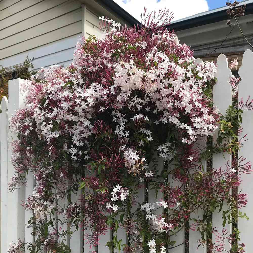 Jázmin (Jasminum polyanthum) – intenzív illatú kúszó szobanövény teraszra és erkélyre