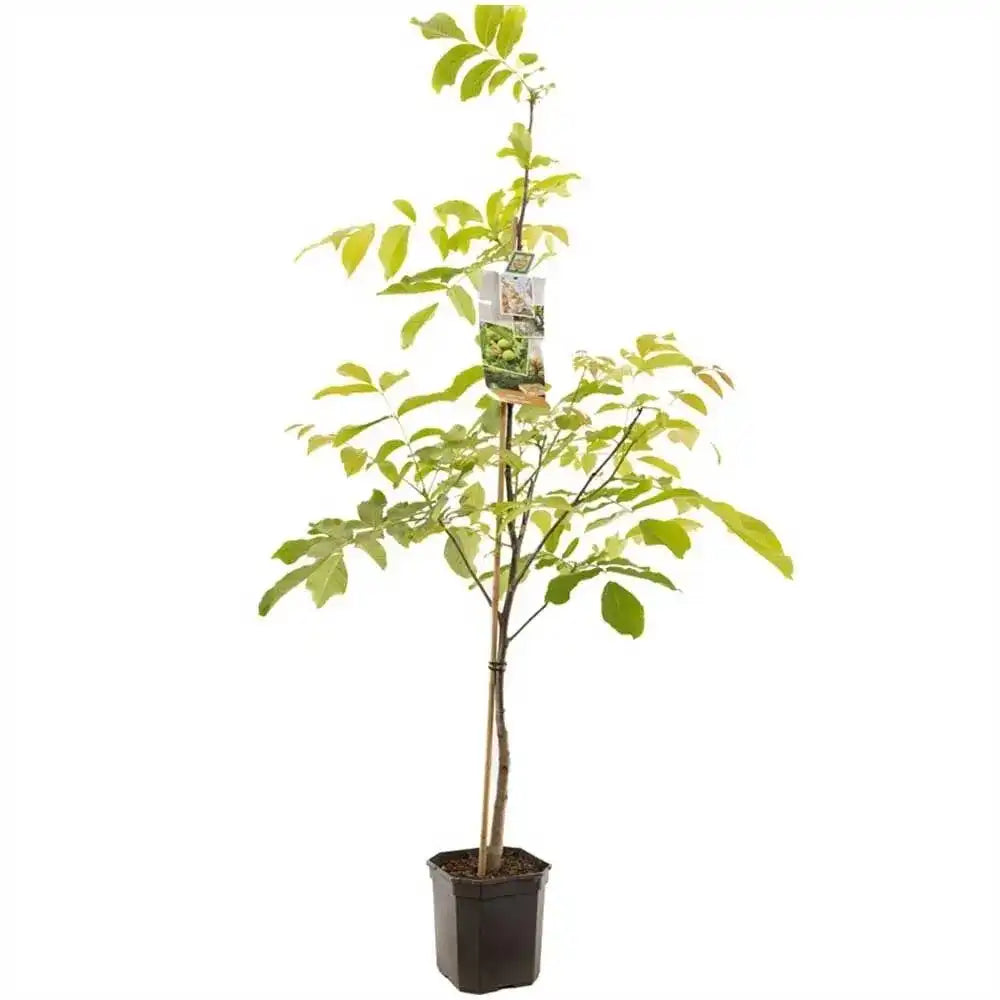 Nuc Regia Fernor (Juglans Regia), cu gust dulce-cremos, an 2 pe rod