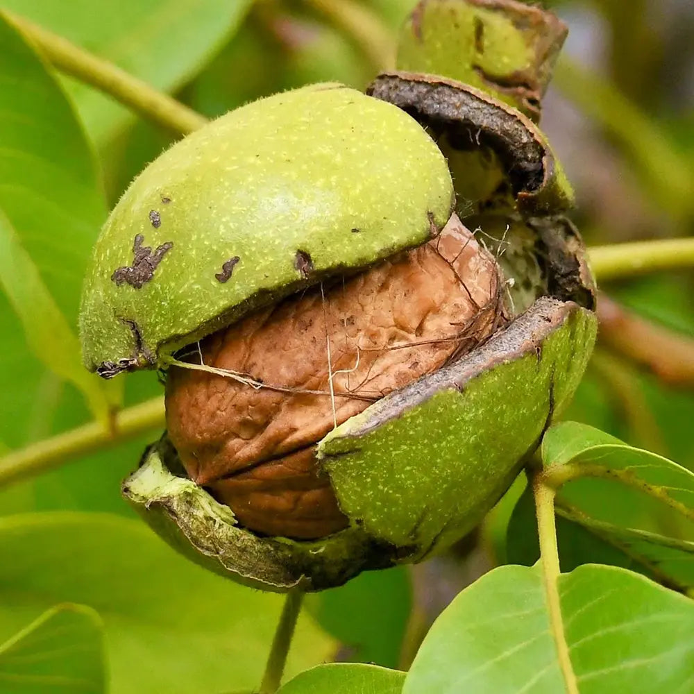 Nuc Regia Di Sorrento (Juglans Regia), cu gust dulce-cremos, 2 pe rod