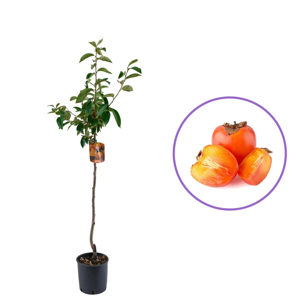 Pom Kaki Cioccolatino (Diospyrus), Curmal Japonez, cu fructe portocaliu-maro, an 2 pe rod