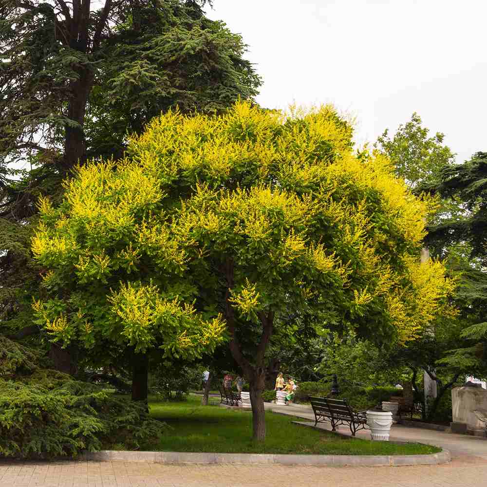 Arborele Lampion (Koelreuteria paniculata), arbore decorativ cu flori galbene, rezistent la seceta si ger
