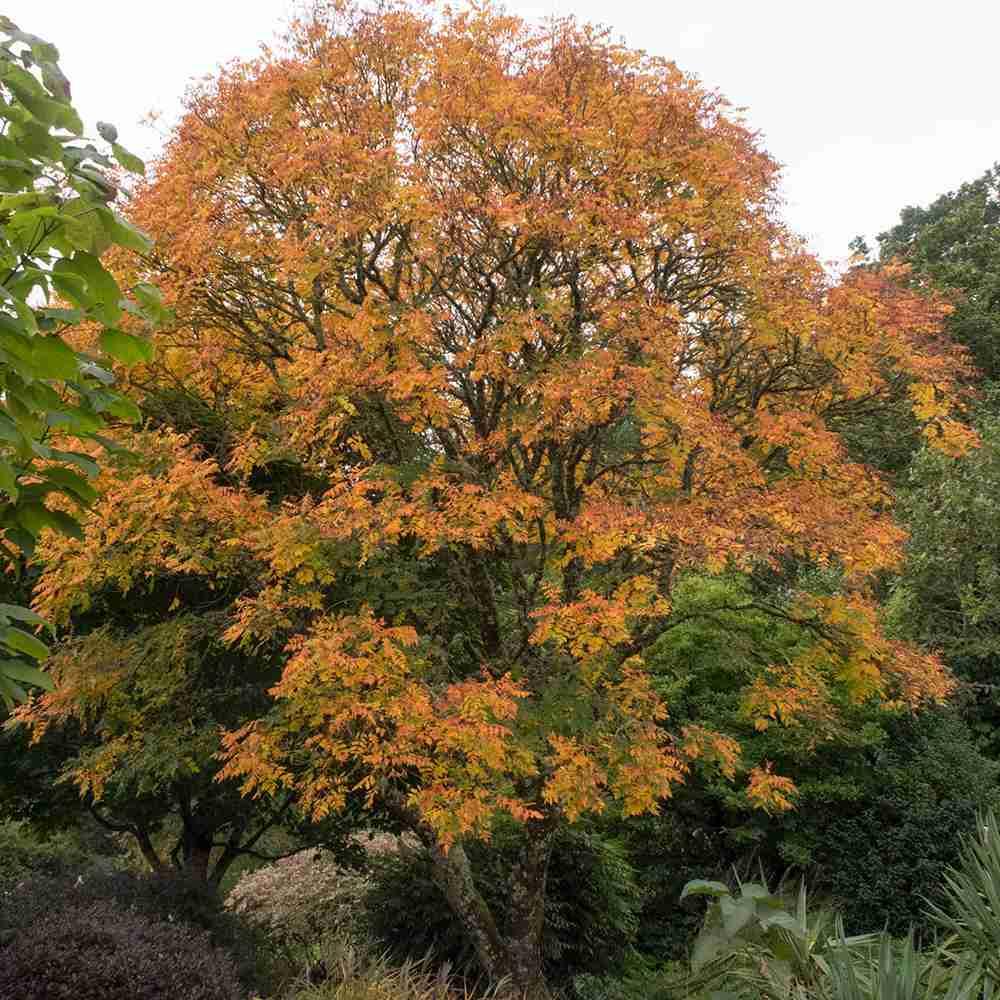 Arborele Lampion (Koelreuteria paniculata), arbore decorativ cu flori galbene, rezistent la seceta si ger