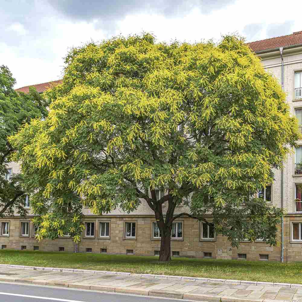 Arborele Lampion (Koelreuteria paniculata), arbore decorativ cu flori galbene, rezistent la seceta si ger