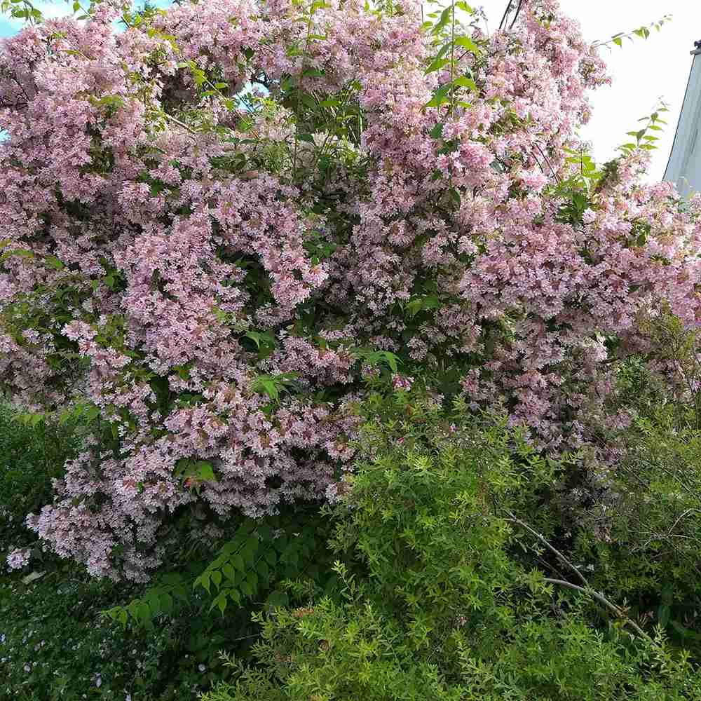 Arbustul frumusetii (Kolkwitzia amabilis) Pink Cloud, flori roz parfumate, rezistent la frig