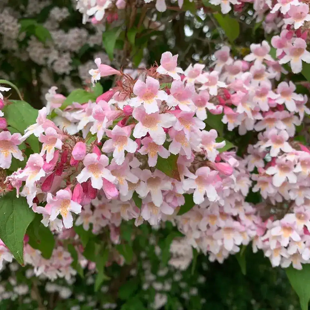 Arbustul frumusetii (Kolkwitzia amabilis) Pink Cloud, flori roz parfumate, rezistent la frig