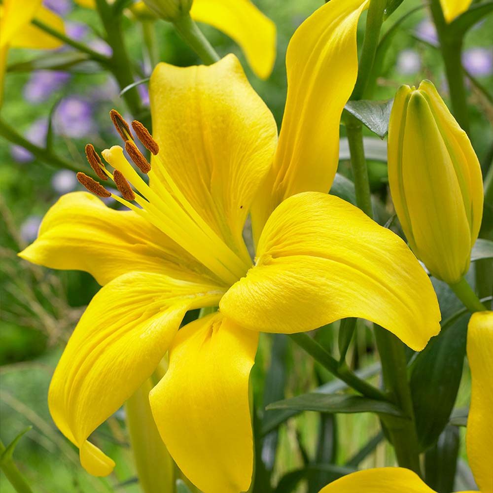 Bulbi de Crini imperiali Asiatic Yellow, set de 2 bulbi cu flori galbene intense, rezistenti la frig, inflorire iunie-iulie