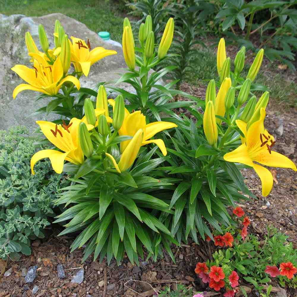 Bulbi de Crini imperiali Asiatic Yellow, set de 2 bulbi cu flori galbene intense, rezistenti la frig, inflorire iunie-iulie