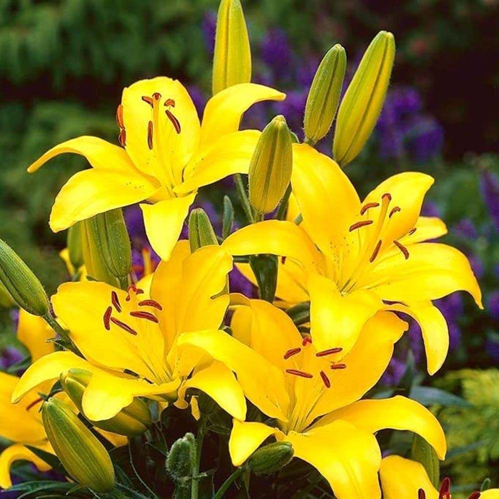Bulbi de Crini imperiali Asiatic Yellow, set de 2 bulbi cu flori galbene intense, rezistenti la frig, inflorire iunie-iulie