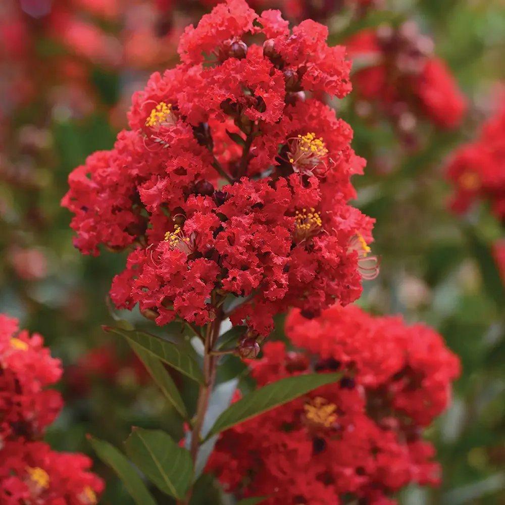 Liliac Indian Copac Enduring Summer Red (Lagerstroemia Indica), copac compact cu flori rosu- intens, inflorire continua